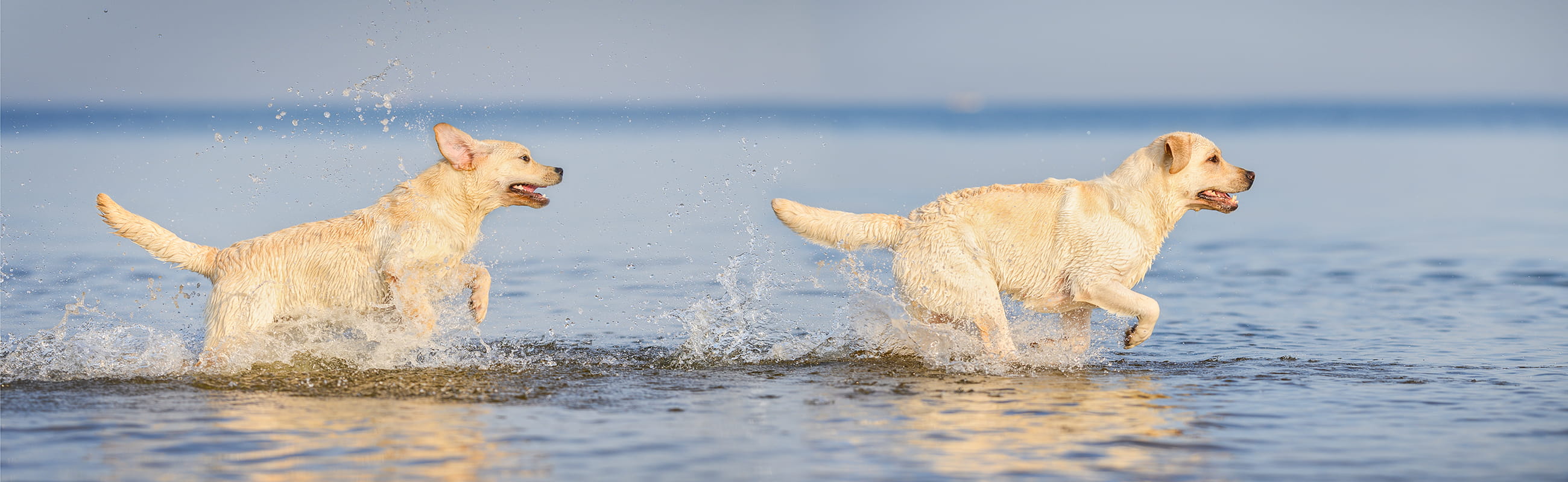 Urlaub mit Hund an der Ostsee